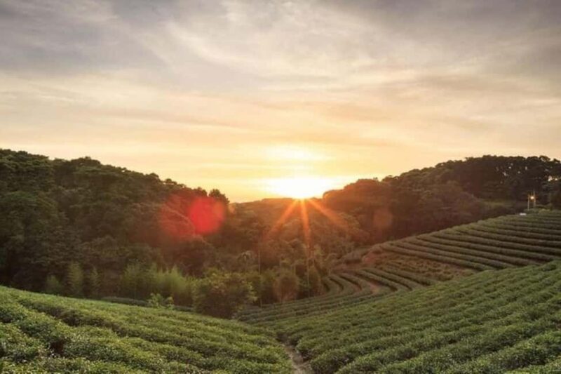 Nairobi: Kiambethu Tea Farm Day Tour with Lunch - Practical Details: Transport, Cost, and Timing