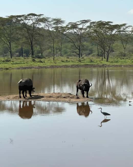 Nairobi: Lake Naivasha & Hell's Gate National Park Day Trip - FAQ