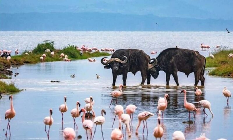 Nairobi: Lake Nakuru National Park - FAQs