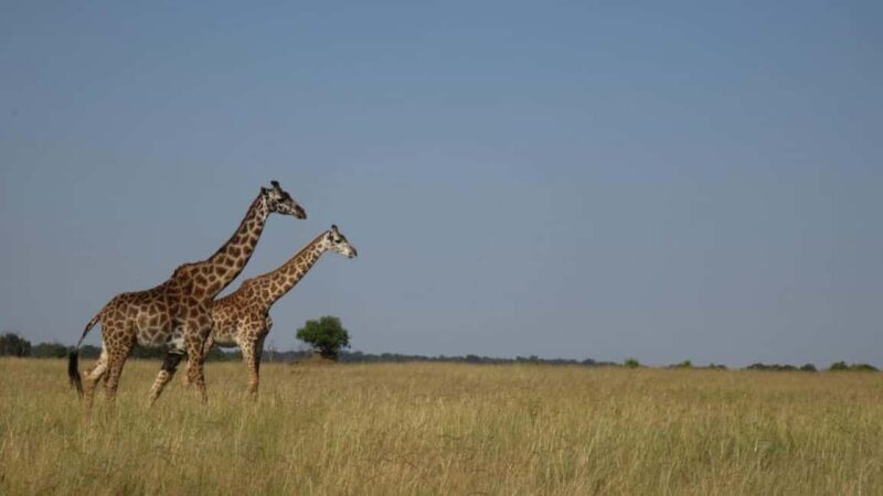 Nairobi: Maasai Mara National Reserve Day Trip - Key Points