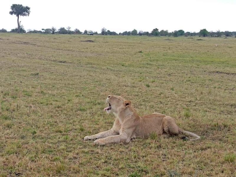 Nairobi: Maasai Mara National Reserve Day Trip - Detailed Review of the Maasai Mara Day Trip