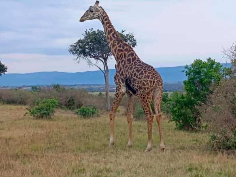 Nairobi: Maasai Mara National Reserve Day Trip - Who This Tour Suits Best