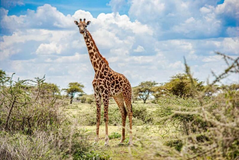 Nairobi : Nairobi National Park: 5- hours Guided Game Drive - Nairobi: Nairobi National Park — 5-Hours Guided Game Drive