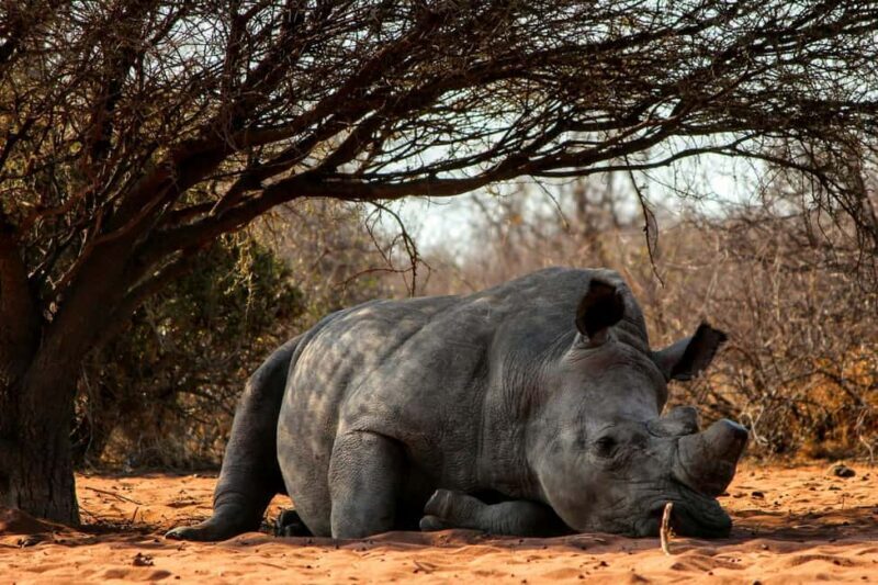 Nairobi : Nairobi National Park: 5- hours Guided Game Drive - The Experience: What You Can Expect on the Tour