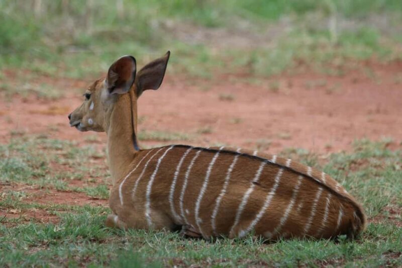 Nairobi : Nairobi National Park: 5- hours Guided Game Drive - Transportation and Group Size
