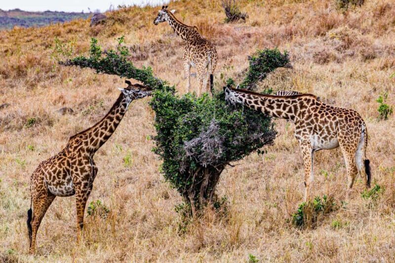 Nairobi : Nairobi National Park: 5- hours Guided Game Drive - Pricing and Value