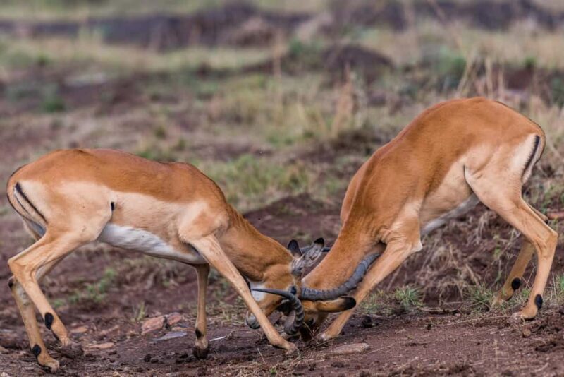Nairobi : Nairobi National Park: 5- hours Guided Game Drive - Who Will Love This Tour?