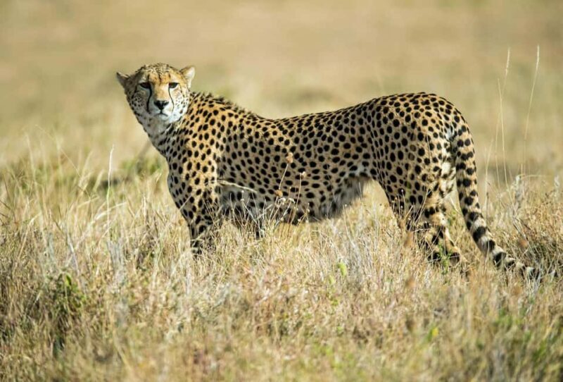 Nairobi : Nairobi National Park: 5- hours Guided Game Drive - FAQ