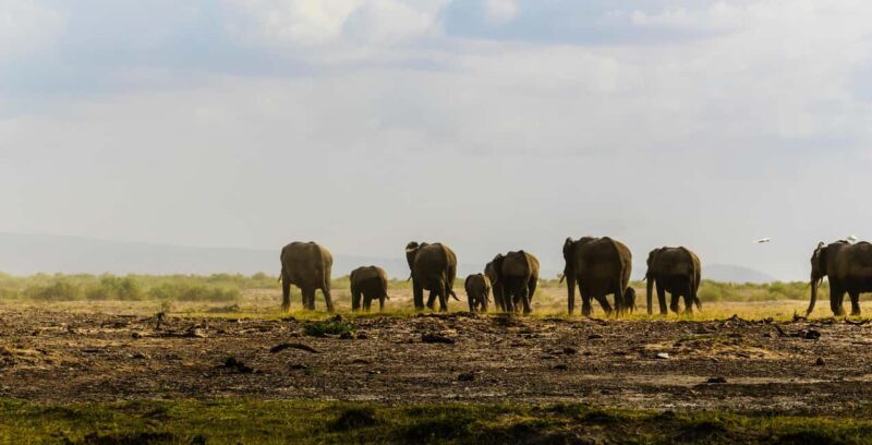 Nairobi: Nairobi national park and animal visits - Key Points