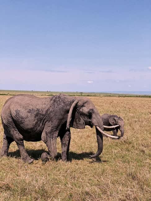 Nairobi: Nairobi national park and animal visits - An Authentic Nairobi Experience in a Compact Package