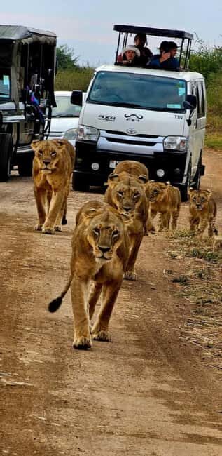 Nairobi: Nairobi National Park Daily Game Drives - Key Points