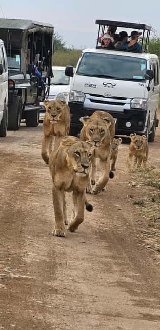 Nairobi: Nairobi National Park Daily Game Drives - Who This Tour Is Best Suited For