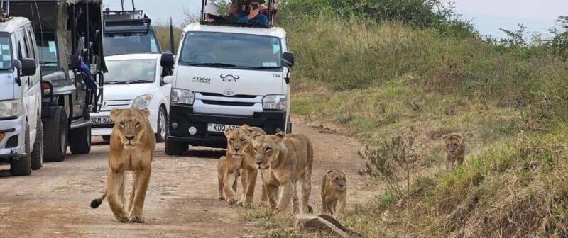 Nairobi: Nairobi National Park Daily Game Drives - Final Thoughts: Is it Worth It?