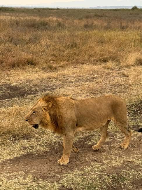 Nairobi: Nairobi National Park Daily Game Drives - FAQ