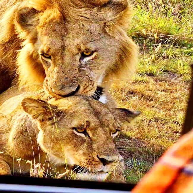 Nairobi: Nairobi National Park Half-Day Guided Game Drive - Key Points