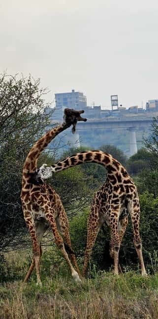 Nairobi: Nairobi National Park Half-Day Guided Game Drive - Why Choose a Half-Day Game Drive in Nairobi