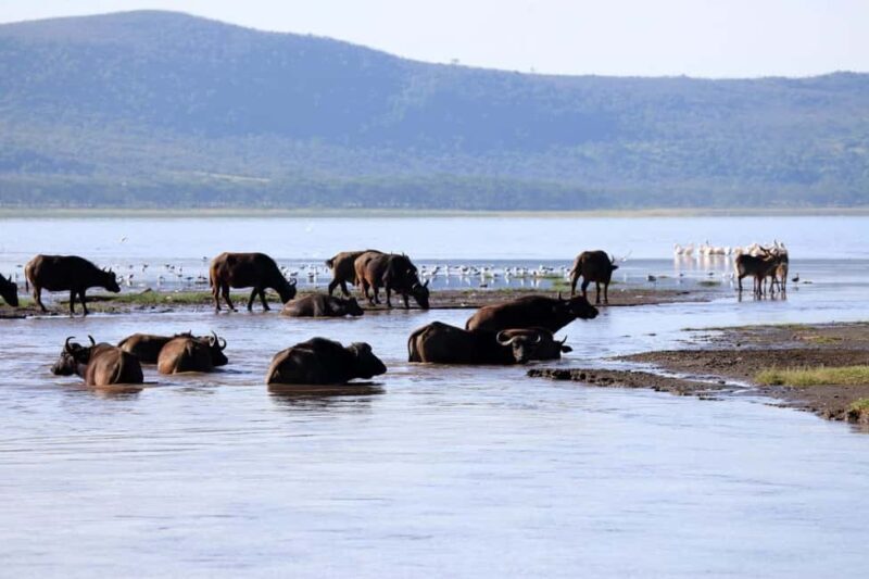 Nairobi: Nakuru National Park and Lake Naivasha Day Tour - Exploring Nakuru National Park