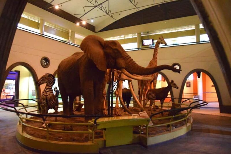 Nairobi National Museum and Snake Park Guided Day Tour - Key Points