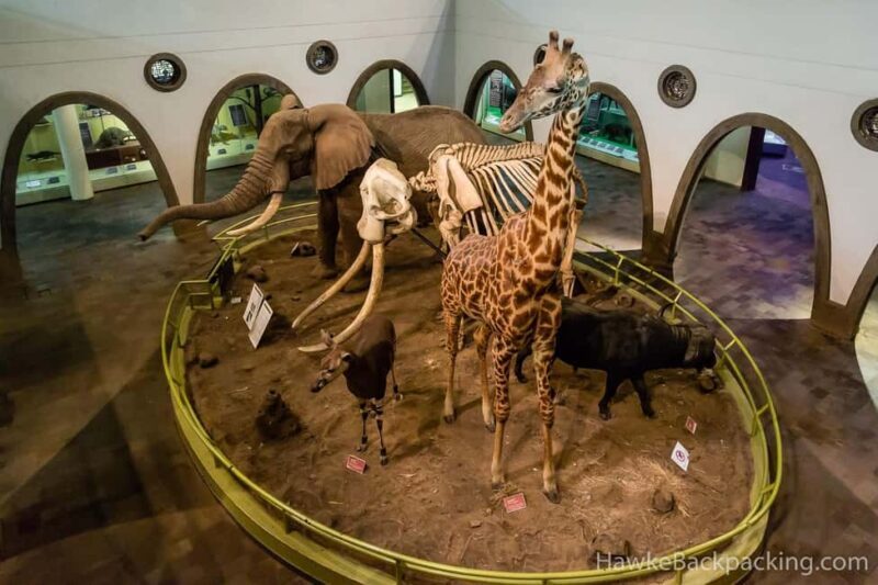 Nairobi National Museum and Snake Park Guided Day Tour - Introduction: A Balanced Look at the Nairobi Museum and Snake Park Tour