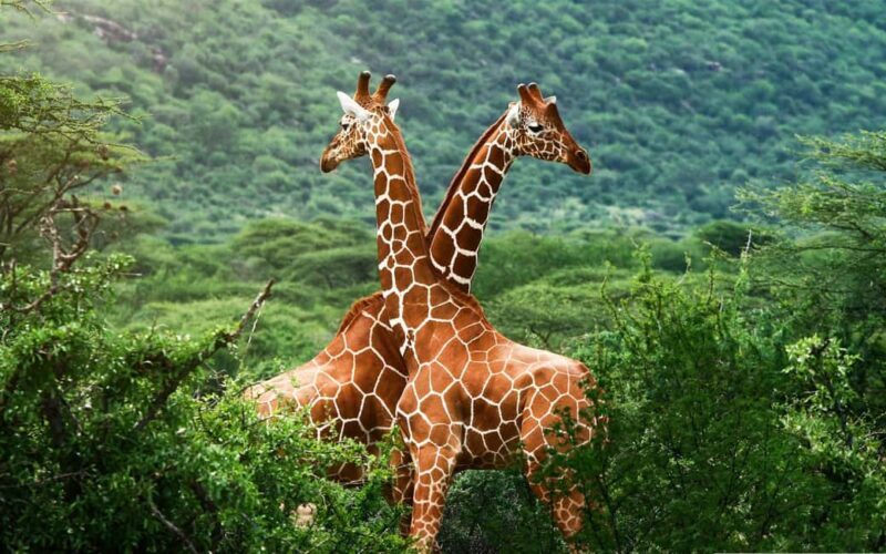 Nairobi National Museum, Giraffe center and Bomas Kenya Tour - Final Thoughts