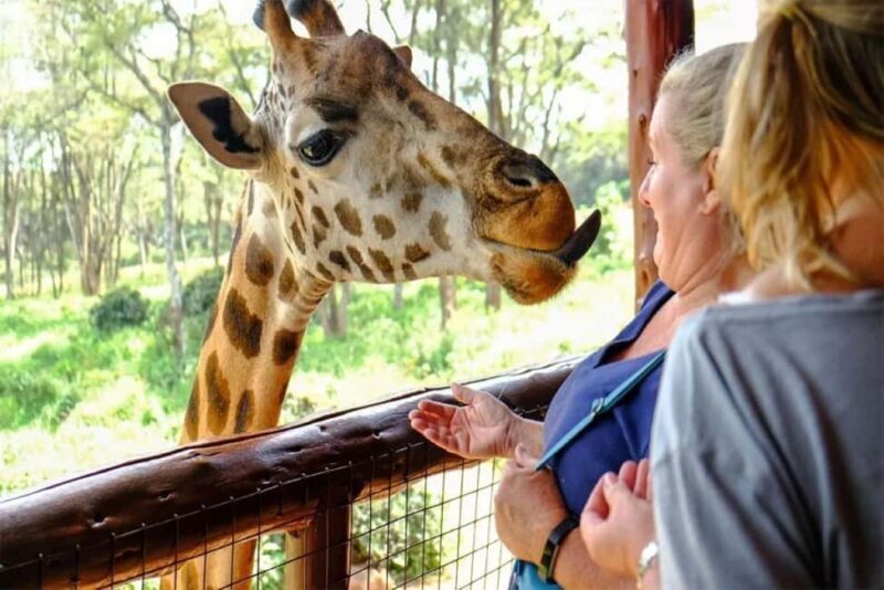 Nairobi: National Museum Giraffe Center and Bomas of Kenya - What We Love About This Tour