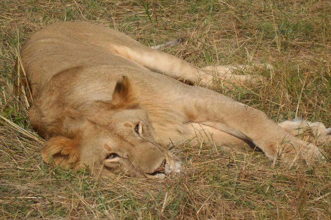 Nairobi National Park 1.p.m Game Drive - The Sum Up