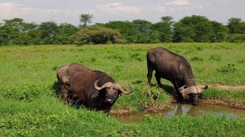 Nairobi National Park 5-hour Guided Game Drive Free Pick Up - What to Expect on Your Nairobi Safari