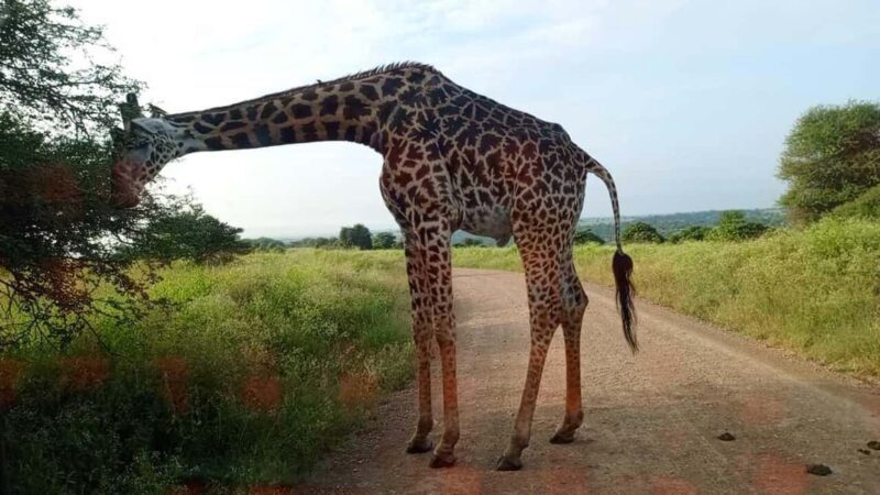 Nairobi National Park 5-hour Guided Game Drive Free Pick Up - Who Is This Tour Best For?