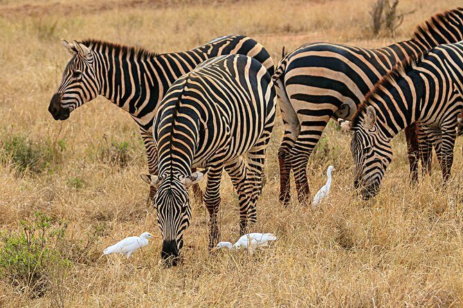 Nairobi National Park 5 Hours Tour - Authenticity and Quality of Guides