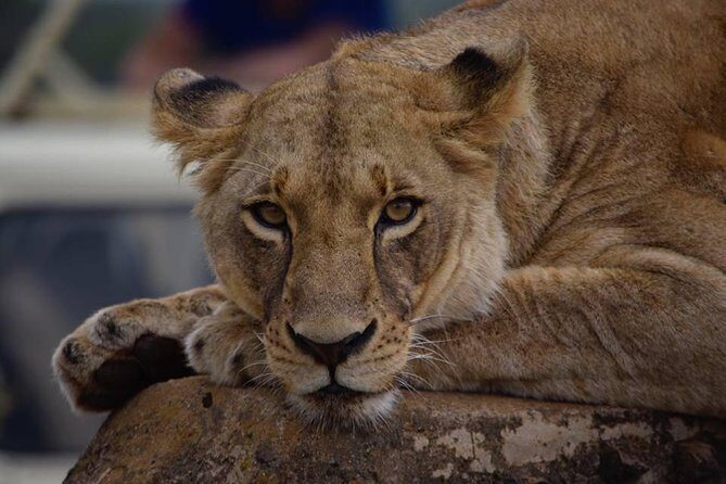 Nairobi National Park 5 Hours Tour - FAQ
