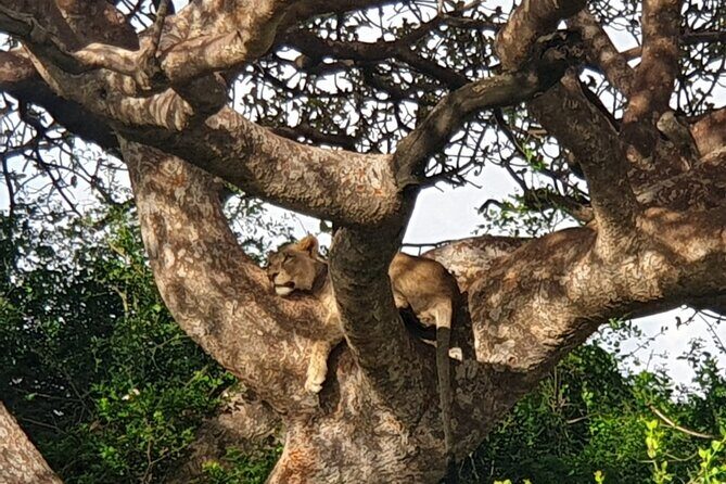 Nairobi National Park 6 am Group-Joining Game Drive - Who Should Consider This Tour?