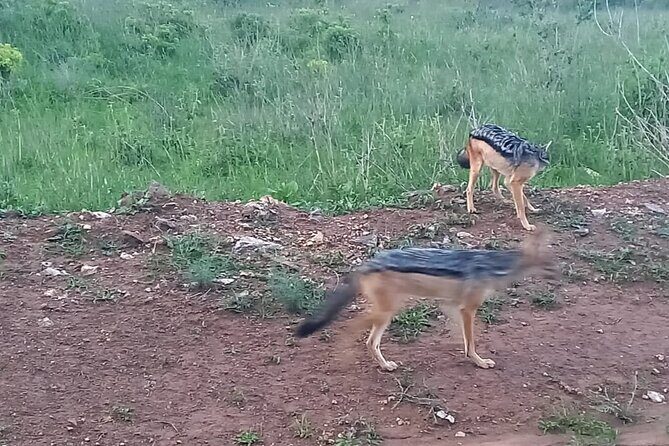 Nairobi National Park 6 am Group-Joining Game Drive - Frequently Asked Questions