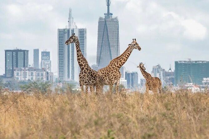 Nairobi National Park and Beads Factory Private Tour - Exploring Nairobi National Park: Wildlife in the Heart of the City