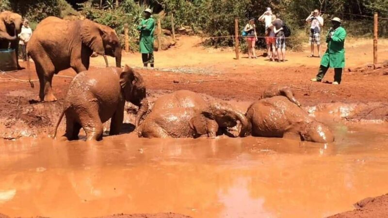 Nairobi National Park and Elephant Orphanage Day Excursions - The Practicalities and Logistics