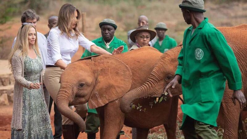 Nairobi National Park and Elephant Orphanage Day Excursions - The Sum Up