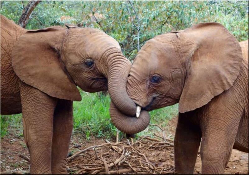Nairobi National Park and Elephant Orphanage Day Excursions - FAQ