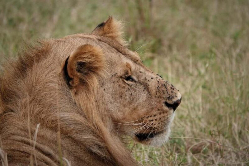 Nairobi national park and elephant orphanage - The Sum Up: Is This Tour Right for You?