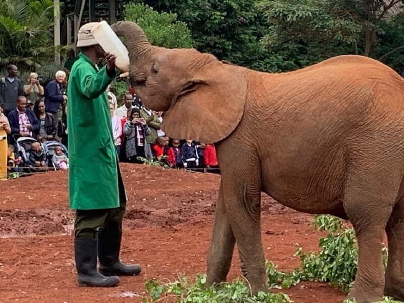 Nairobi national park and elephant orphanage - Frequently Asked Questions