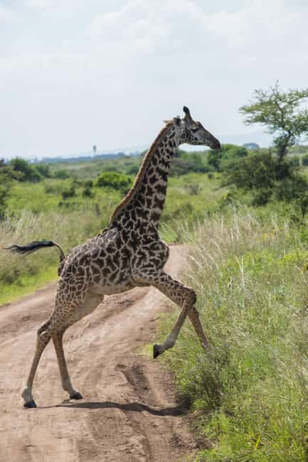 Nairobi National Park and Elephant Orphanage(with fees) - Final Thoughts  