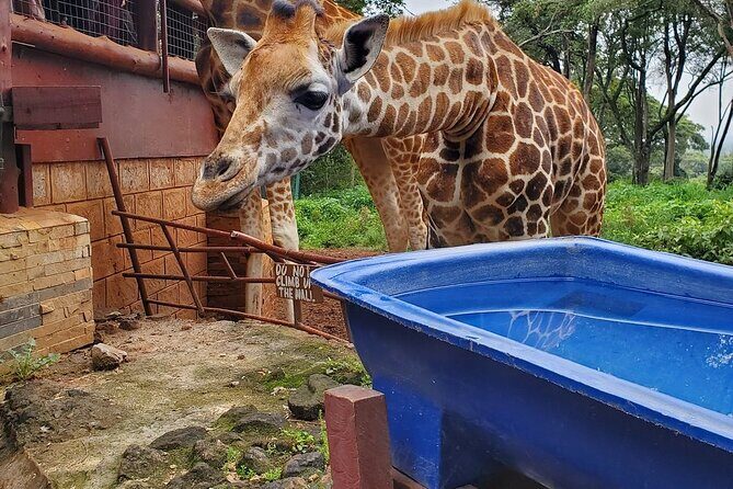 Nairobi national park and Giraffe center - Who This Tour Is Perfect For