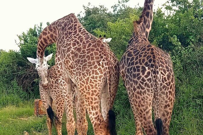 Nairobi National Park and Giraffe Center Daily Tours. - Practical Information