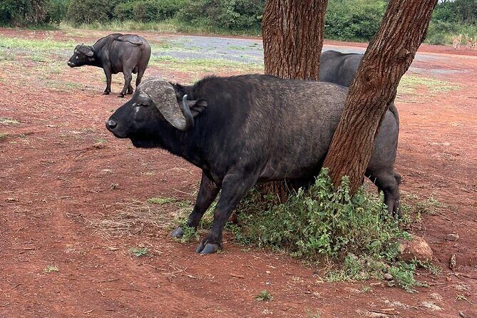 Nairobi National Park and Giraffe Center Daily Tours. - Who is This Tour Best Suited For?