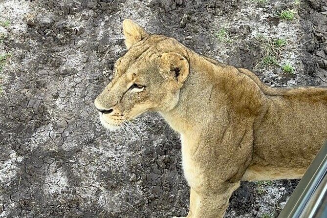 Nairobi National Park and Giraffe Center Daily Tours. - FAQs