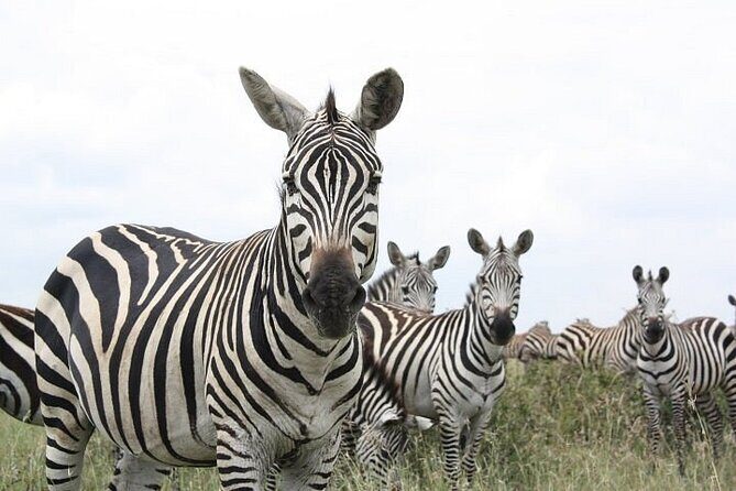 Nairobi National Park and Giraffe Center Day Tour - Exploring the Itinerary in Detail