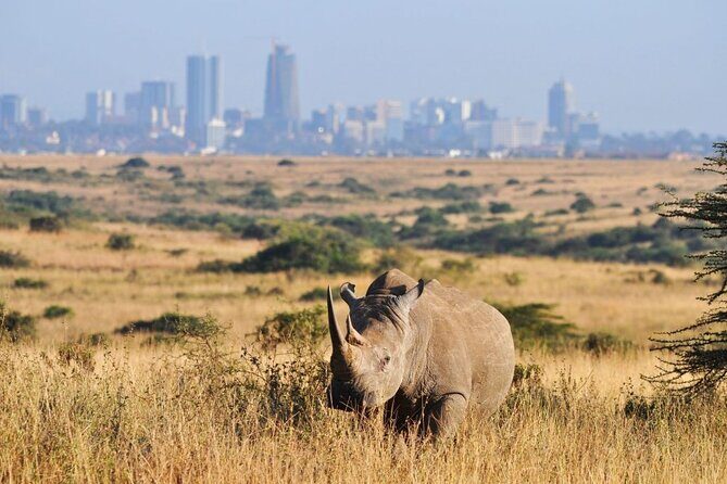 Nairobi National Park and Giraffe Center Day Tour - Why This Tour Could Be Perfect for You