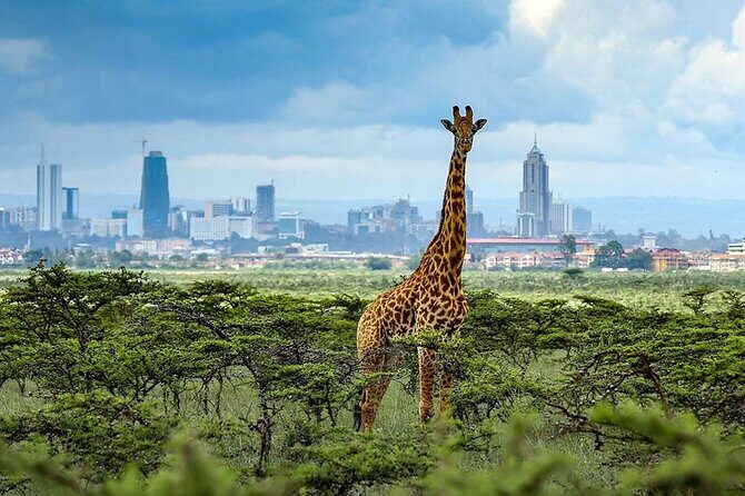 Nairobi National Park and Giraffe Center from Kenya with a Guide - Why We Think This Tour Offers Great Value