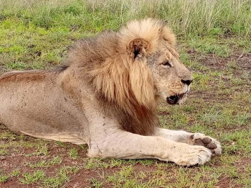 Nairobi National Park And Giraffe Center Guided Tour - Key Points