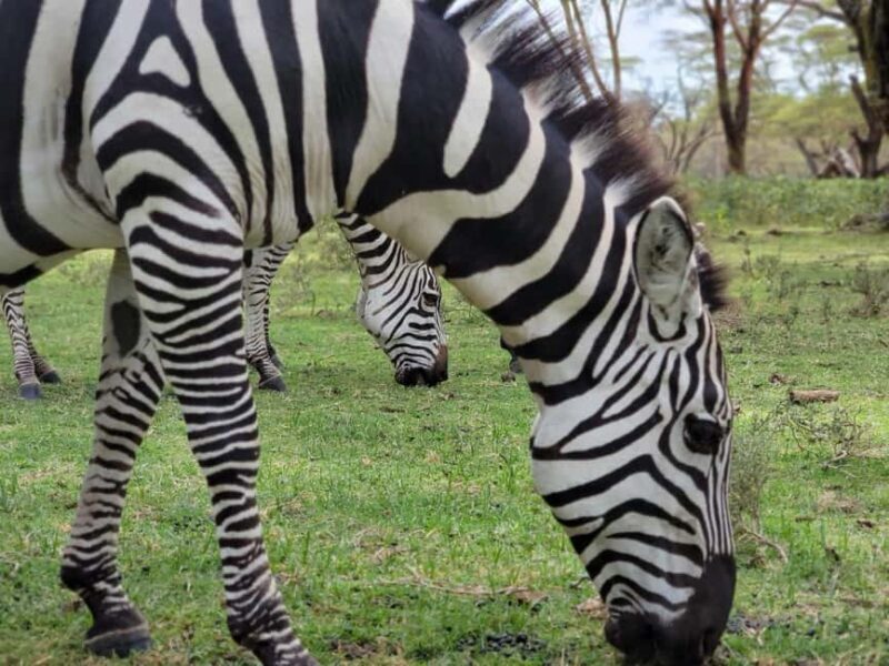 Nairobi National Park And Giraffe Center Guided Tour - The Itinerary Breakdown: What to Expect