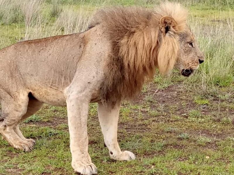 Nairobi National Park And Giraffe Center Guided Tour - Why This Tour Is a Smart Choice