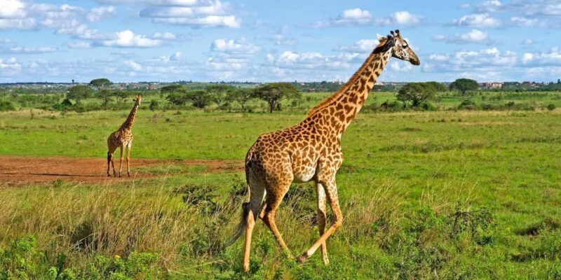 Nairobi National Park and Giraffe Center Guided Tour - First Impressions: What to Expect on the Tour